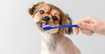 All You Should Know About Pet Dental Scaling