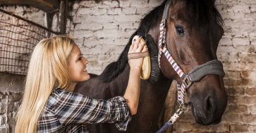 Essential Equine Supplies for Every Horse Owner