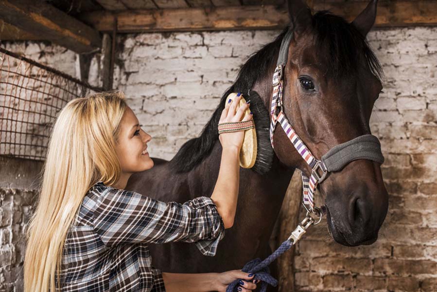 Essential Equine Supplies for Every Horse Owner